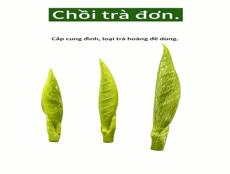 Khám Phá Các Loại Chồi Trà Cao Cấp: Tinh Hoa Trà Việt